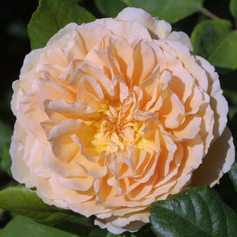 Rose 'Crown Princess Margareta'