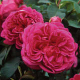 Rose 'Lady of Megginch' - Englische Strauchrose