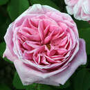 Rose 'Liparfum' - Moderne Edelrose