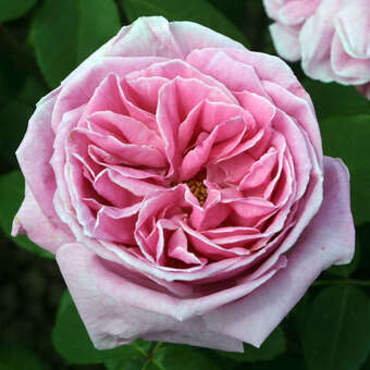 Moderne Edelrose - Rose 'Liparfum'