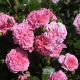 Rose 'Pink Swany' - Bodendeckerrose
