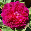 Rose 'Arthur de Sansal': Bild 1/9