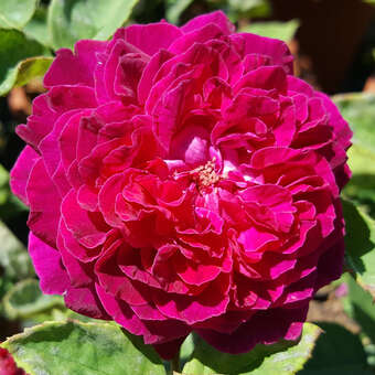 Rose 'Arthur de Sansal'