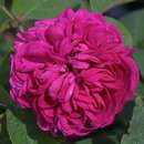 Historische Strauchrose - Rose 'Rose de Resht'