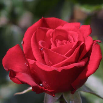 Moderne Edelrose - Rose 'Kardinal König'