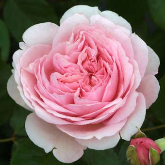 Rose 'Geoff Hamilton'