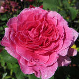 Rose 'England's Rose' - Englische Strauchrose