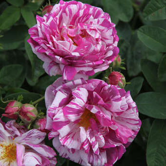 Rose 'Tricolore de Flandre' (gall.)