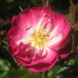 Rose 'Kiftsgate Violett' - Ramblerrose