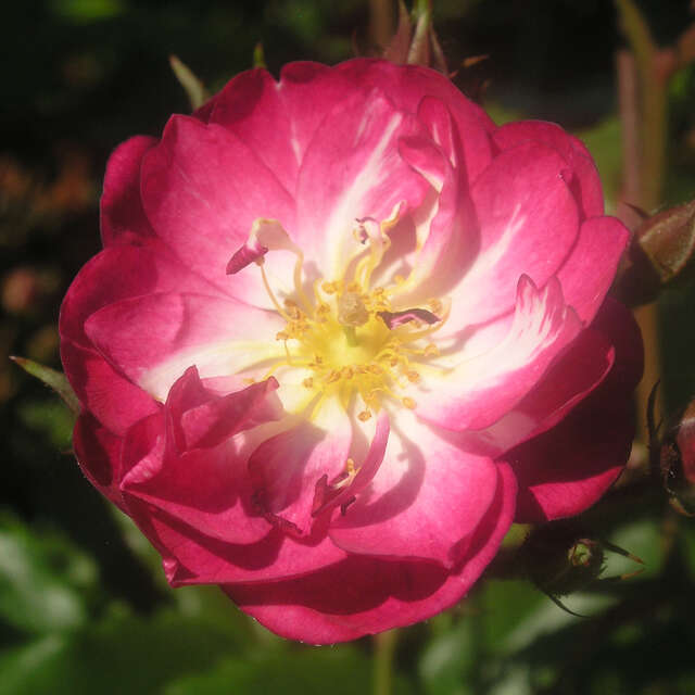 Ramblerrosen Vom Gärtner mit Anwuchsgarantie kaufen rasche Lieferung