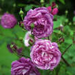 Rose 'Futtaker Schlingrose': Bild 1/6