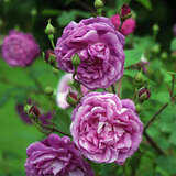 Rose 'Futtaker Schlingrose' - Historische Kletterrose