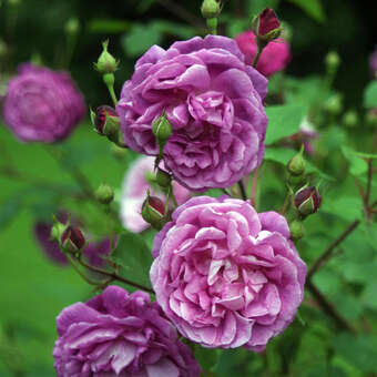 Rose 'Futtaker Schlingrose'