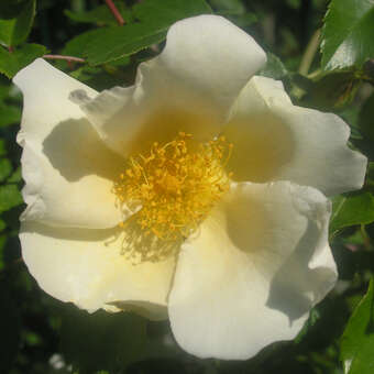 Rose 'Jersey Beauty'