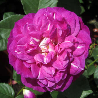 Rose 'Outta The Blue'