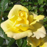 Rose 'Guy's Gold' - Englische Edelrose