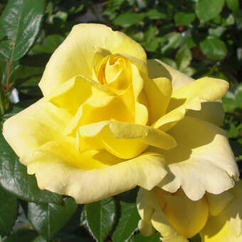 Rose 'Guy's Gold'