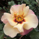 Rose 'Alissar, Princess  Phoenicia' - Englische Strauchrose