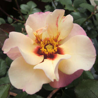 Rose 'Alissar, Princess of Phoenicia'