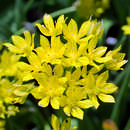 Allium moly - Goldlauch