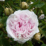 Rose 'Felicite Parmentier' (alba) - Historische Strauchrose