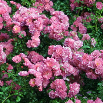 Rose 'Heidetraum'
