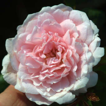 Rose 'Wisley 2008'