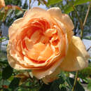Rose 'Lady of Shalott' - Englische Strauchrose