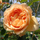 Rose 'Lady of Shalott' - Englische Strauchrose