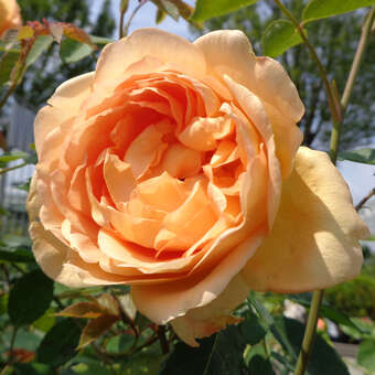 Rose 'Lady of Shalott'