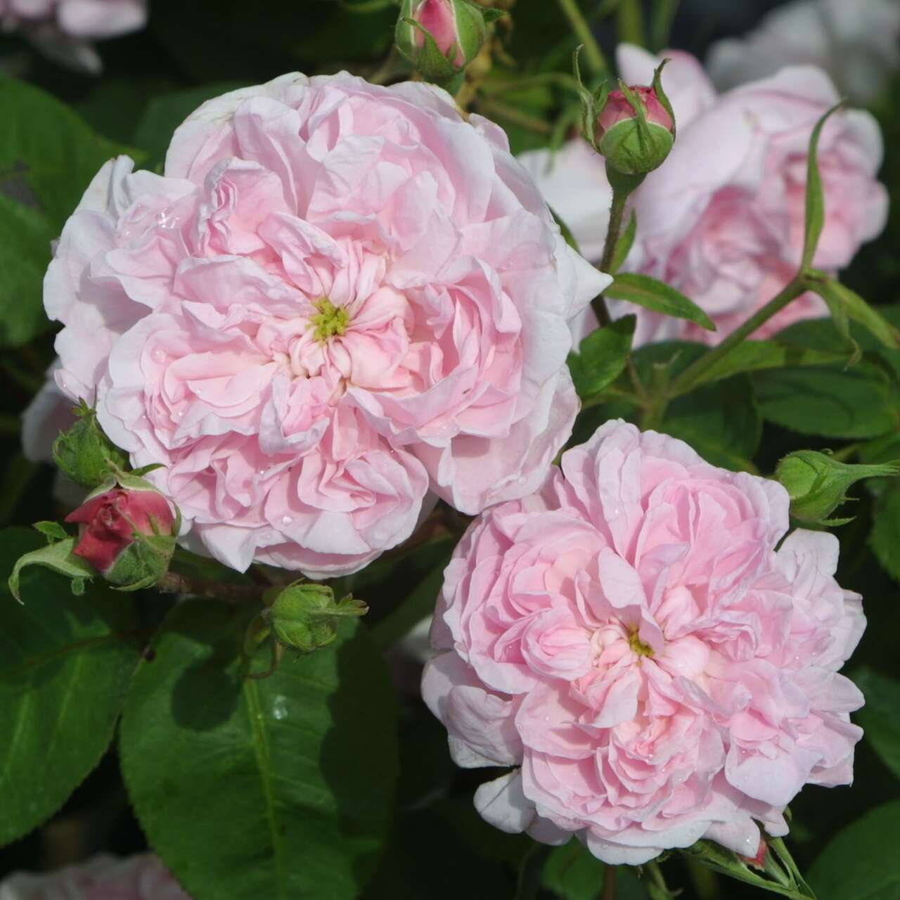 Historische Strauchrose Rose 'La Reine Victoria' (bourbon.) rosa
