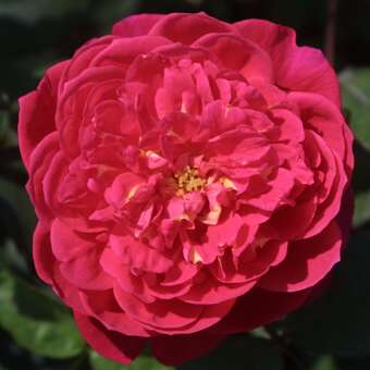 Rose 'Benjamin Britten
