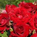 Rose 'Roter Drache' AKTION - Beetrose
