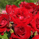 Rose 'Roter Drache' AKTION - Beetrose