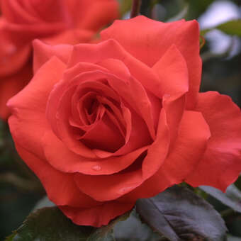 Rose 'Climbing Vesuve'