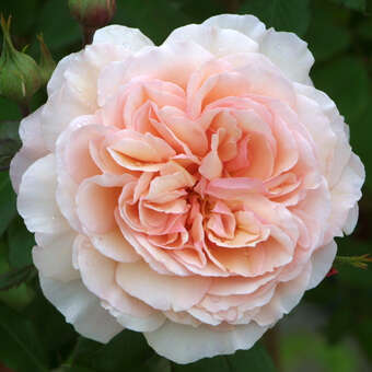 Rose 'A Shropshire Lad'