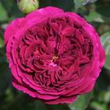 Rose 'Falstaff' - Englische Strauch-, Kletterrose