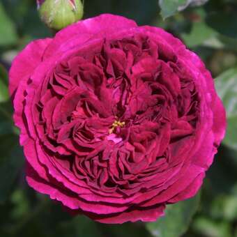 Englische Strauch-, Kletterrose - Rose 'Falstaff'