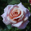 Rose 'Charming Rose': Bild 1/4