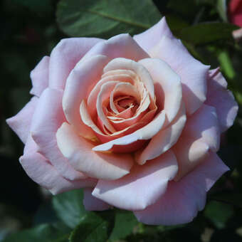 Rose 'Charming Rose'