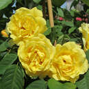 Rose 'Golden Gate' - Moderne Kletterrose