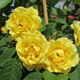 Rose 'Golden Gate' - Moderne Kletterrose