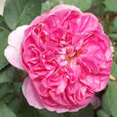 Moderne Kletterrose - Rose 'Allegro'