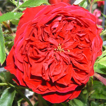 Rose 'Belkanto'