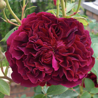 Rose 'William Shakespeare 2000'