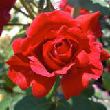 Rose 'The Prince's Trust' - Englische Kletterrose