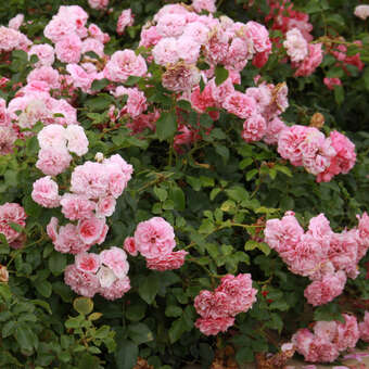 Rose 'Pink Meilove'