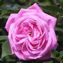 Rose 'Hermosa' - Historische Strauchrose