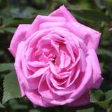 Rose 'Hermosa' - Historische Strauchrose