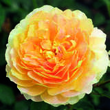 Rose 'Molineux' - Englische Beetrose